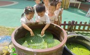第一周：班级特色《水八仙你长大了》
