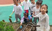 第八周 班级特色《播种牵牛花》
