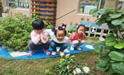 第十一周班级特色：制作菊花
