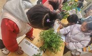 第十三周班级特色：花园里的花
