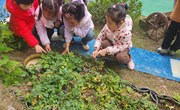 第十四周　班级特色《花园里的不起眼的草》