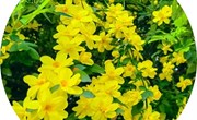 第四周特色《春天的花》